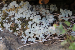 Crassula nemorosa