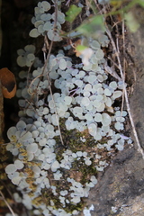 Crassula nemorosa