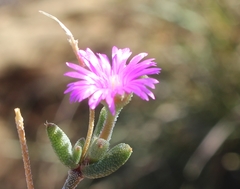 Trichodiadema rogersiae