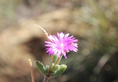 Trichodiadema rogersiae