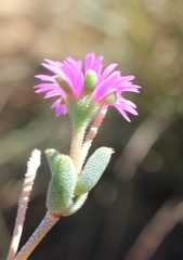 Trichodiadema rogersiae