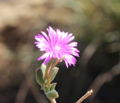 Trichodiadema rogersiae