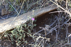 Trichodiadema rogersiae