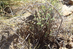 Trichodiadema rogersiae