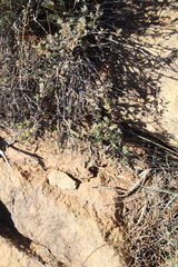 Trichodiadema rogersiae