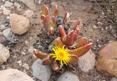 Glottiphyllum regium