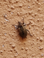 Hyperinae