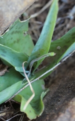 Ledebouria ensifolia