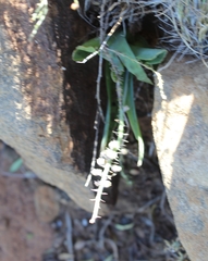 Ledebouria ensifolia