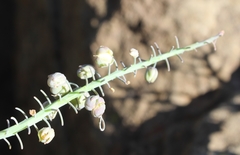 Ledebouria ensifolia