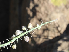 Ledebouria ensifolia
