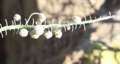 Ledebouria ensifolia