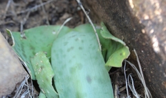 Ledebouria ensifolia