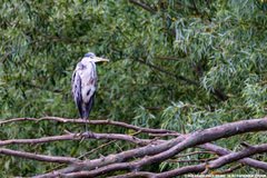 Ardea cinerea