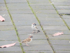 Passer montanus