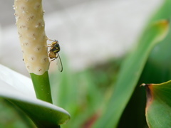 Bactrocera