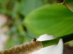 Bactrocera