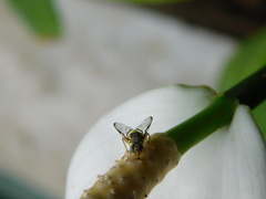 Bactrocera