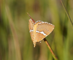 Chrysolarentia leucozona