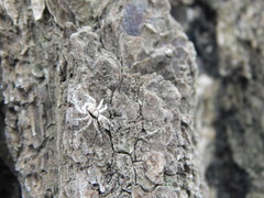 Menemerus bivittatus