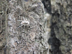 Menemerus bivittatus