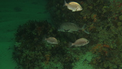 Lithognathus lithognathus