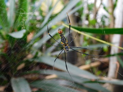Nephila pilipes
