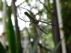 Nephila pilipes