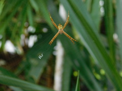 Argiope