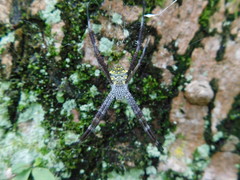 Argiope modesta