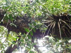 Dendrobium