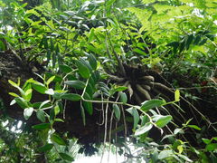 Dendrobium