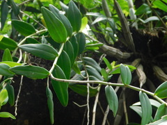 Dendrobium