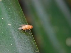 Diptera