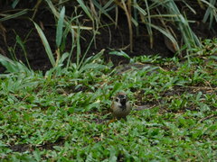Passer montanus