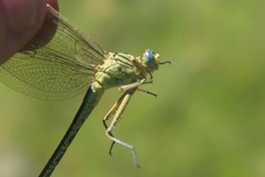 Notogomphus praetorius