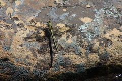 Notogomphus praetorius