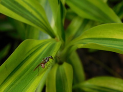 Polyrhachis bicolor