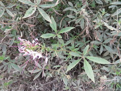 Cleome boliviensis