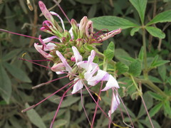 Cleome boliviensis