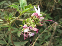 Cleome boliviensis