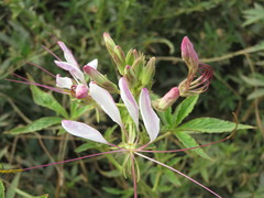 Cleome boliviensis