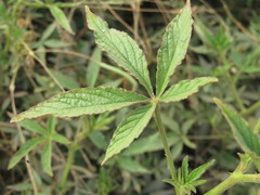 Cleome boliviensis