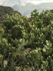 Arctostaphylos glauca
