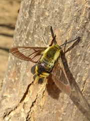 Hemaris affinis