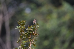 Cisticola lateralis