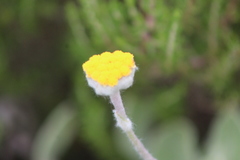Helichrysum drakensbergense