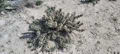 Astragalus spinosus