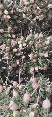 Astragalus spinosus