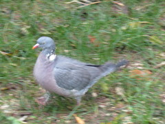 Columba palumbus